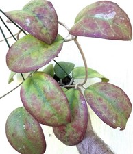 Hoya 10 Hoya seeds cv. Joy RHM2678