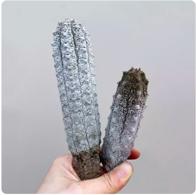 #ad 2pcs High8 12cm Gray Euphorbia abdelkuri Euphorbiaceae Cactus Succulent plant $23.74