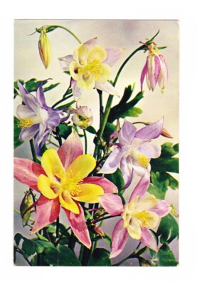 Blumen Postkarte Columbine (unbespielt)