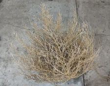 Tumbleweed Tumble Weeds Tumbleweeds Southern Idaho 34” 