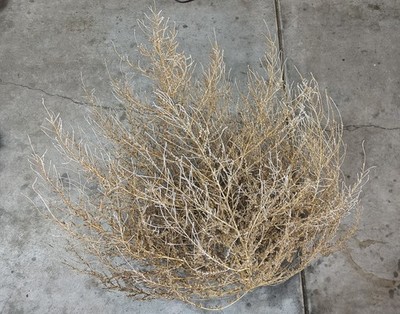 Tumbleweed Tumble Weeds Tumbleweeds Southern Idaho 34  