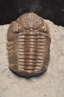 Fossil trilobite Eldredgeops crassituberculata from Ohio