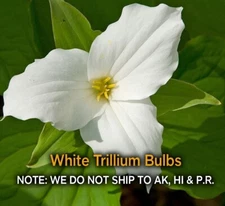 White Trillium Bulbs – 5 Bare Root Bulbs, Native Wildflower, Zones 3-9