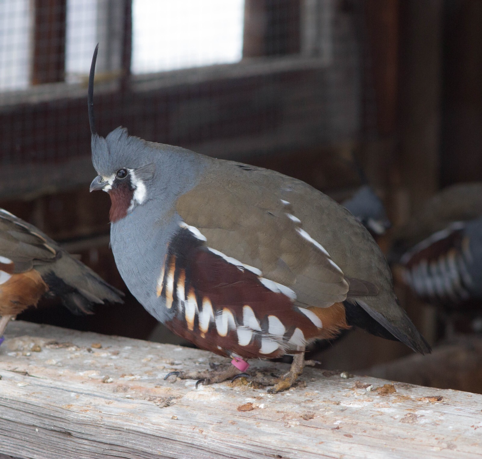 Mountain Quail Hatching Eggs! Shipping now! PER EGG eBay