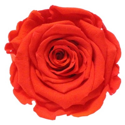 Infinity Rose XL Ø6-7cm konserviert stabilisiert haltbar Rosenkopf ewige Blüte