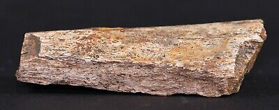 Fossil Dinosaur Edmontosaurus Tibia Piece Lance Creek Fm 