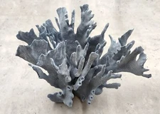 Blue Ridge Coral Cluster (1 coral 7-8+ inches)