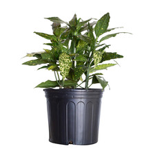Aucuba Japonica 1 Gallon Spotted Laurel Gold Dust Japanese Tree