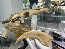 (1) AFRICAN T-REX CLAW CARCHARODONTOSAURUS WALL DISPLAY DINOSAUR FOSSIL JURASSIC