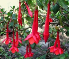 FUCHSIA VULCANICA - 20 x seeds - lady's eardrops, floral