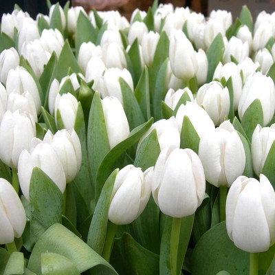 Tulip Imported Flower Bulbs White Pack of 2 bulbs