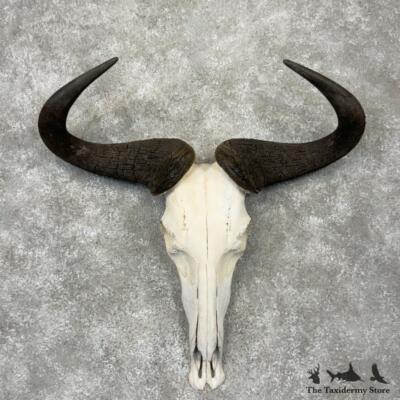#29823 E | Blue Wildebeest Skull & Horns Taxidermy European Mount