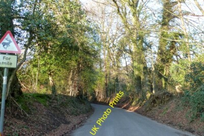 Foto 6x4 Lion Lane Haslemere Hirsche wurden über die nächsten 1/2 Meile erwartet. c2016