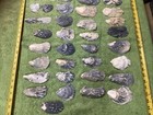 Lot of 52  Crowfoot Oyster Shells 2.75 To 6 Inch Long ￼Polished in the surf — photo 3