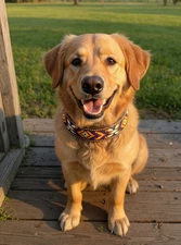 Epic Padded Leather Dog Collar with Beaded Design C