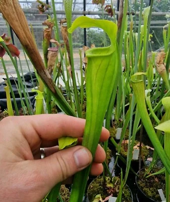 Sarracenia alata var. alata,fleischfressende Pflanzen, - Bild 1 von 2
