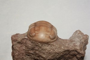 Russian-trilobite-Nileus-armadillo-fossil-Russia