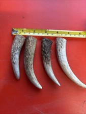 Elk Antler Tips 3-4 Inches In Length for Knife Handle Making Lot-BB500