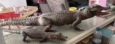 crocodile Caïman taxidermie Naturalisé