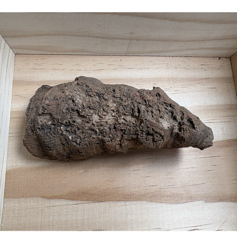 Utah Red Horn Corral Fossil 