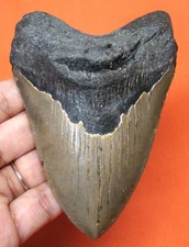 MEGALODON SHARK TOOTH - REAL FOSSIL SHARK TEETH - 4.12” - NO RESTORATIONS