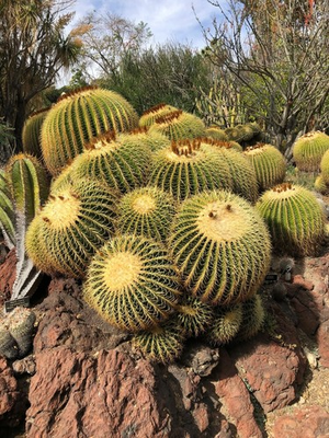 #ad 25 Golden Barrel Ball Cactus Seeds Echinocactus grusonii Flowering Cacti Plant $8.50