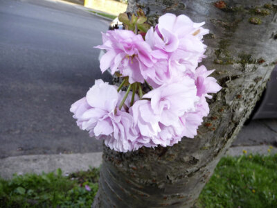 Photo 6x4 Cherry Blossom, London N14 Southgate/TQ3094 These flowers were c2009