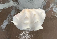 Indo Pacific Bivalve Seashell TRIDACNA squamosa Fluted Giant Clam Shell 8” X 6”