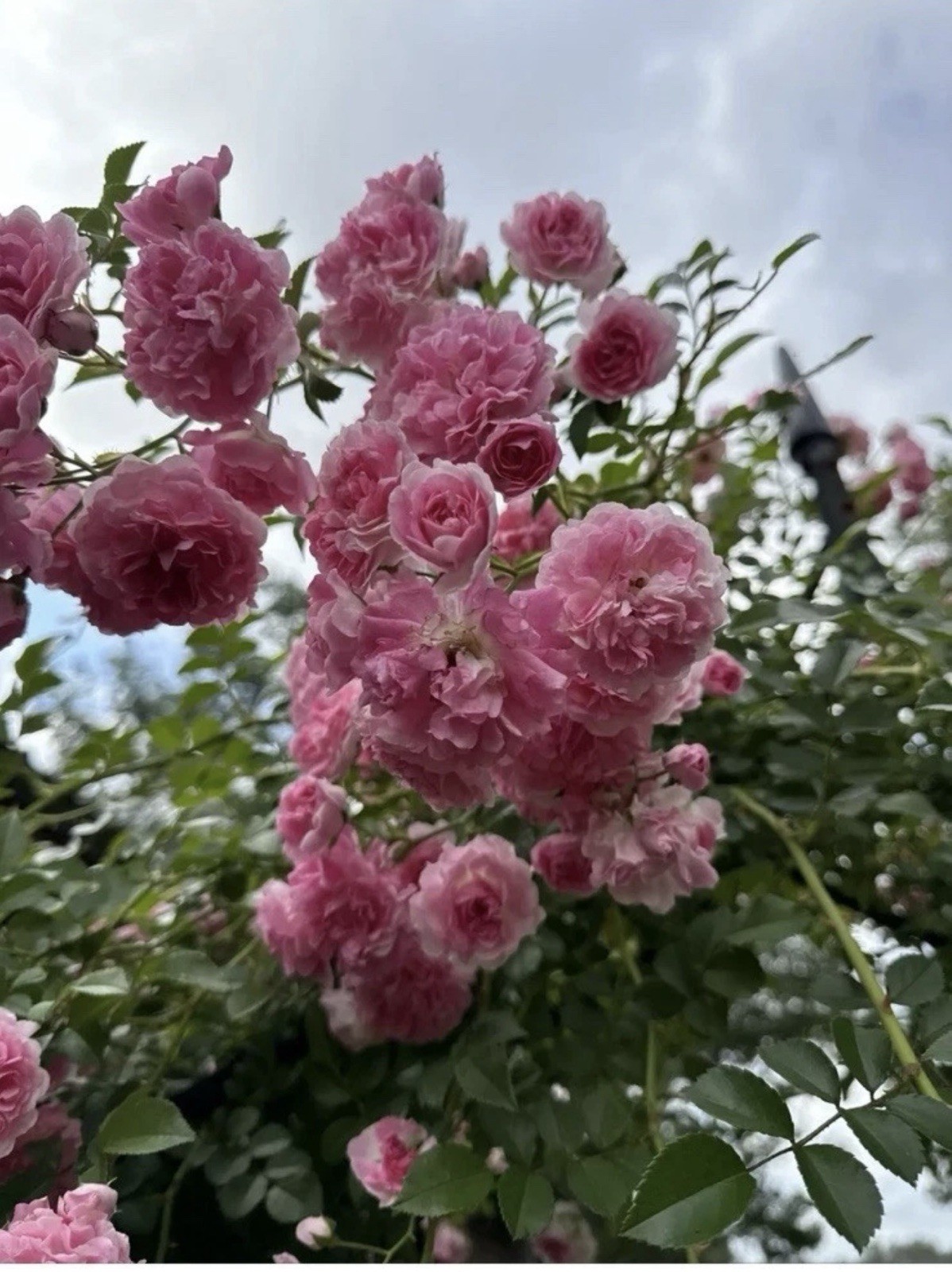 Pink Rotted Roses Rooted Live PINK Pine ROSE BUSH HEIRLOOM CLIMBING Roses | eBay