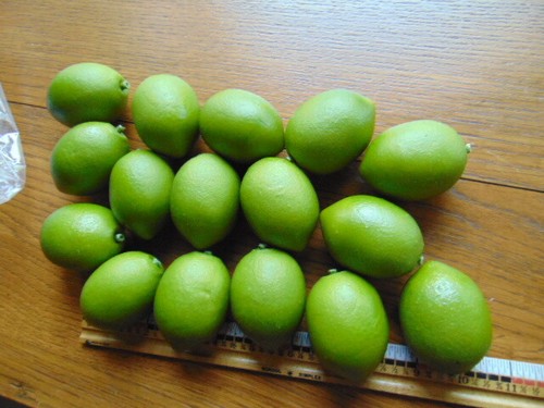 16 older artificial limes- plstc