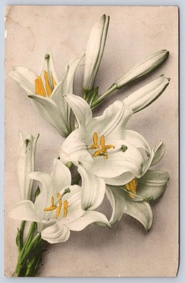 Paris Antique Easter Lily Flower Illustration New Year Greeting 1907