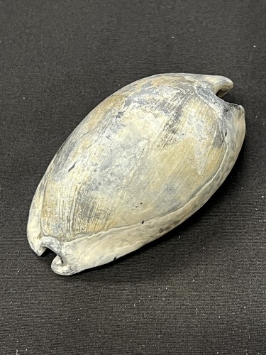 EXTINCT Fossilized COWRIE Shell From Central Florida - Pliocene Era. | eBay