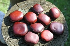 LUCKY BEANS, Natural Sea Beans For Beach Decor Crafts, SS-18