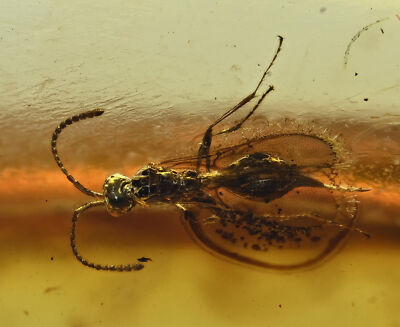 Detailed Apocrita (Narrow Waisted Wasp), Fossil insect inclusion in Baltic Amber