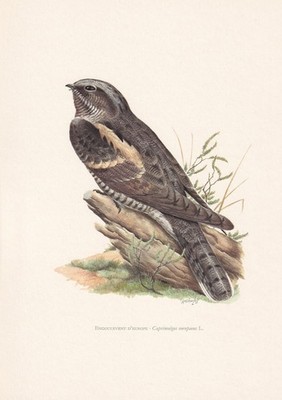 1960  NIGHTJAR Bird Print - Vintage Bird Wall Art Decor - 7.5 x 10.6 Inches