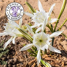 Rare Sea Daffodil pancratium maritimum 2 seeds UK SELLER