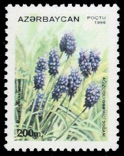 AZERBAIJAN 540 - Grape Hyacinth "Muscari eloectostomum" (pb76273)