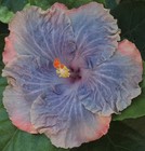 RK GAIA Tropical Hibiscus -- Plant in 4.5" pot — photo 1
