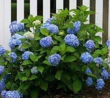 Nikko Blue Mophead Hydrangea - Live Plant - ( 1 QT )