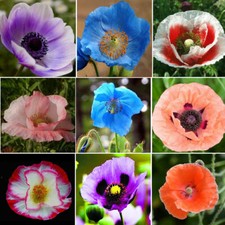 Seeds Poppy Double Oriental Mix Papaver Flowers Perennial Garden Organic Ukraine