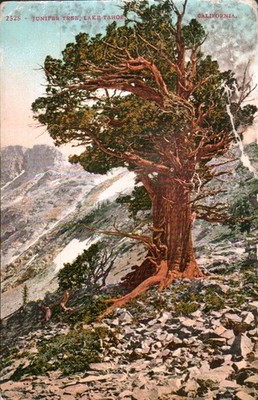 Vintage Juniper Tree Lake Tahoe California Postcard 1910s