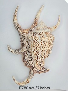 Strombidae Harpago Chiragra - 177.80 mm / 7 in - Nice Color & "Legs"