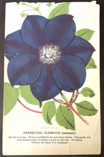 Stecher Litho 1880 ANTIQUE Botanical Chromolithograph CLEMATIS JACKMANII Flower