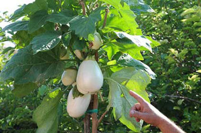 50 Samen SOLANUM TORVUM (AUBERGINENBAUM \ TOMATE)