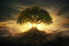 TREE OF LIFE SUNSET CANVAS PICTURE PRINT WALL ART