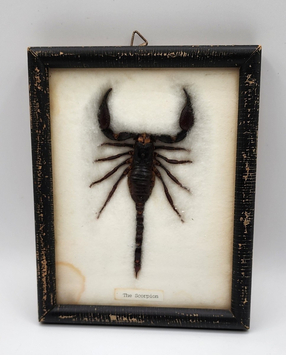 サソリ標本　scorpion　palaneus fulvipes Palamnaeus Fulvipes Giant Scorpion Or Huge Scorpion In A