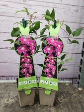 2 x Clematis Sunset 9cm Pot Large Pink Flowers Quick Climbing Garden Plant