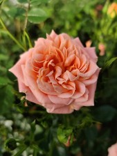 SWEET DREAMS Bare Root Patio Rose Plant Quality Apricot Cupped *FREE PLANT FOOD*