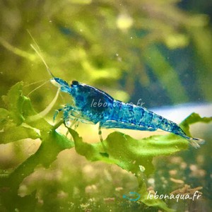 Lot de 12 Crevettes Blue Velvet pour Aquarium Eau Douce - lebonaqua