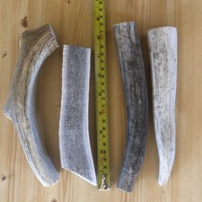 X-LARGE Elk/Deer Antler Premium Dog Chew 1pc Montana Shed Antlers Wild Natural